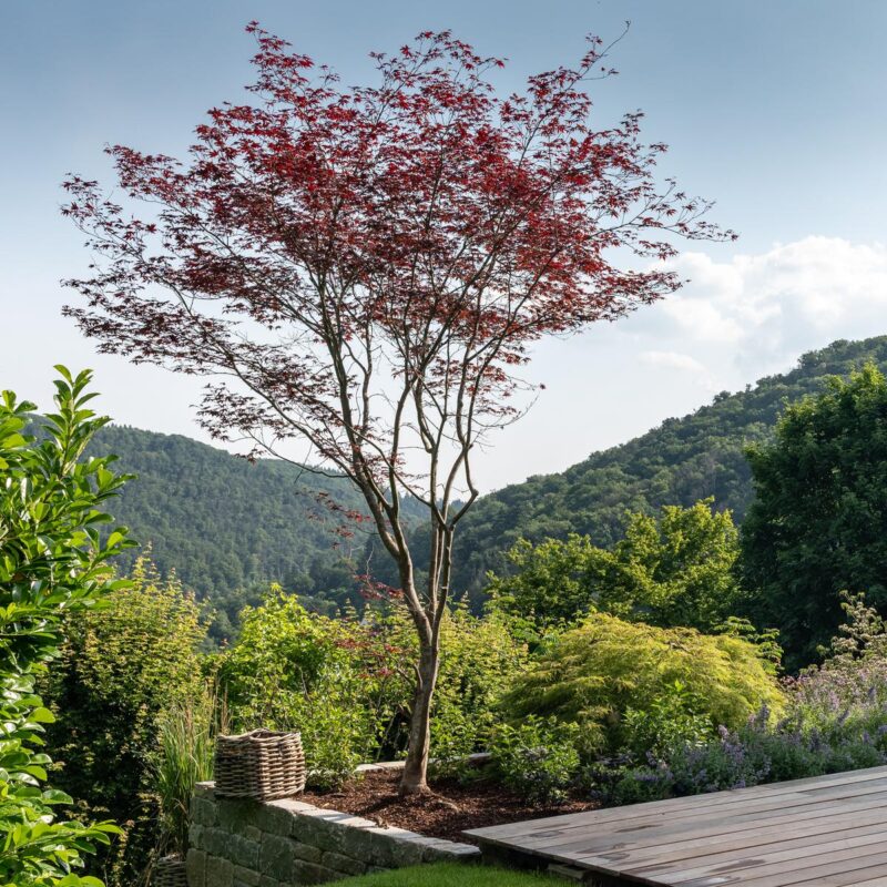 Roter Fächerahorn an einer Holzterrasse mit Blick ins Tal