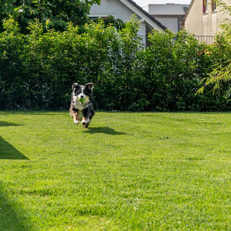 Gepflegte Rasenfläche mit Bambus und Heckenpflanzung, Hund spielt mit Ball